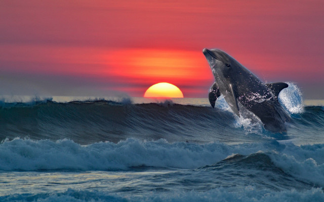Dolphin sunset ocean wave surreal free wallpaper for desktop - medium preview image