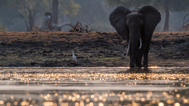 Elephant water bird autumn river free wallpaper for desktop - medium preview image