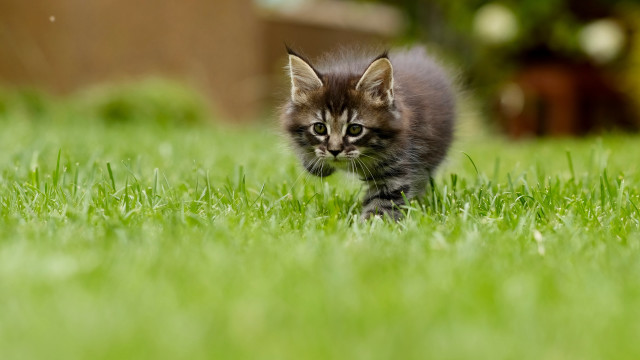 Kitten green field sunny bokeh free wallpaper for desktop - medium preview image
