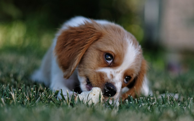 Dog chewing toy grass outdoors free wallpaper for desktop - medium preview image