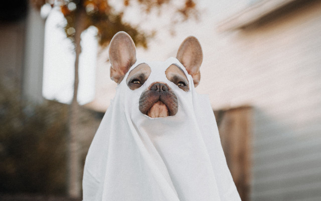 Dog white cloth spooky blurry free wallpaper for desktop - medium preview image
