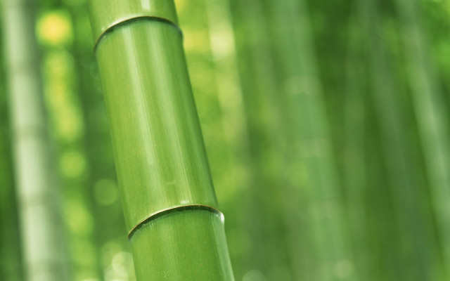 Bamboo green leaves sunlight shining free wallpaper for desktop - medium preview image
