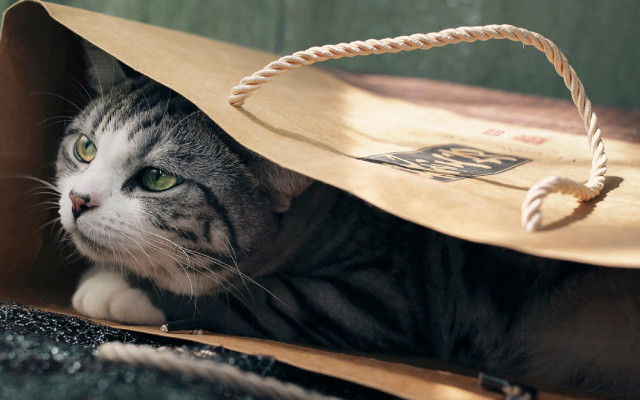 Black cat laying bag handle free wallpaper for desktop - medium preview image