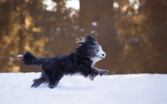 Dog running snow tongue blurry free wallpaper for desktop - medium preview image