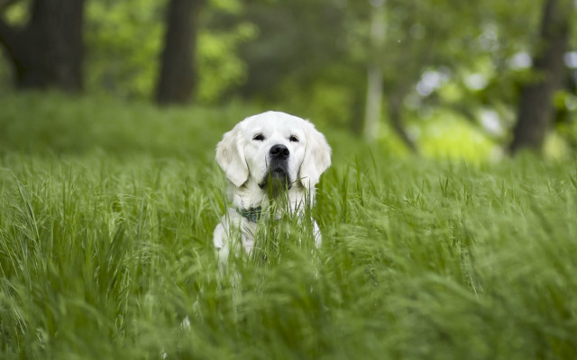 Dog sad woods grass nature free wallpaper for desktop - medium preview image