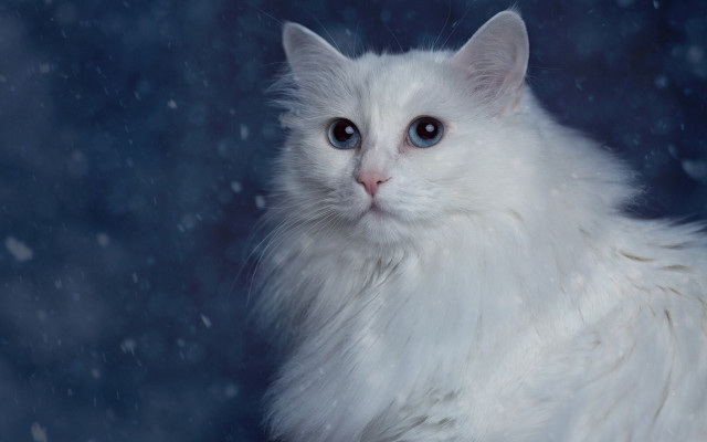 White cat blue eyes sitting #2 free wallpaper for desktop - medium preview image