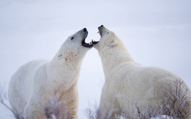 Polar bears fighting snow ecological free wallpaper for desktop - medium preview image