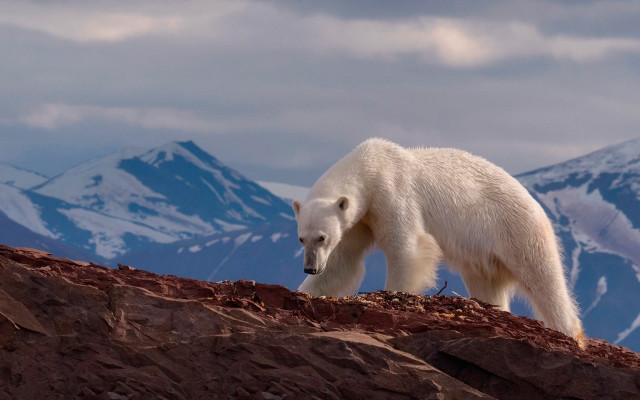 Polar bear rocky hill mountains free wallpaper for desktop - medium preview image