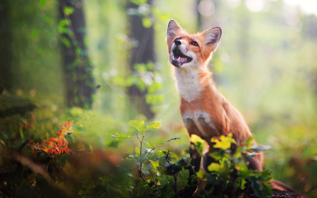Fox woods smiling nature photography free wallpaper for desktop - medium preview image