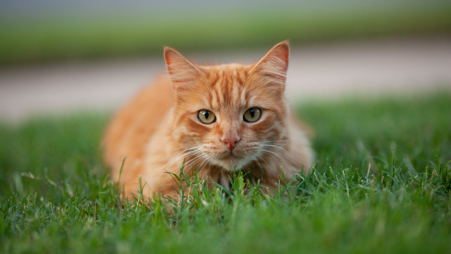 Cat grass sad eyes outdoors free wallpaper for desktop - medium preview image