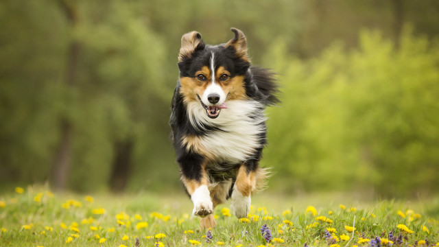 Dog flower field autumn motion free wallpaper for desktop - medium preview image