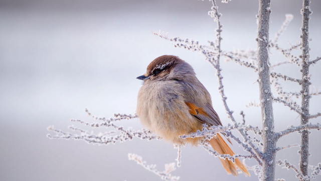 Bird sitting on snowy branch free wallpaper for desktop - medium preview image