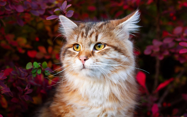 Yellow eyed cat bushes flower free wallpaper for desktop - medium preview image