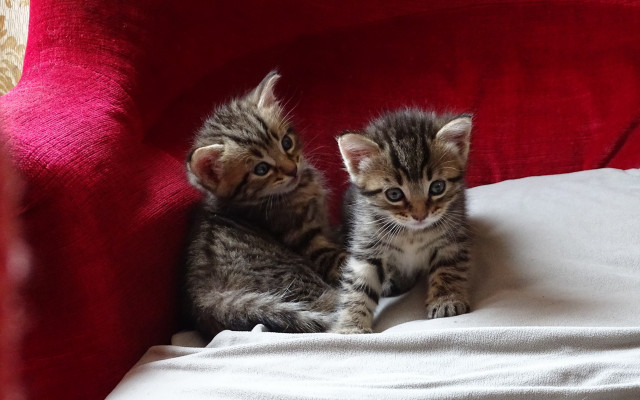 Two kittens red chair white free wallpaper for desktop - medium preview image
