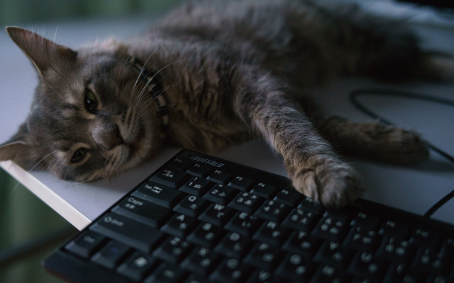 Cat keyboard desk mouse blurry free wallpaper for desktop - medium preview image