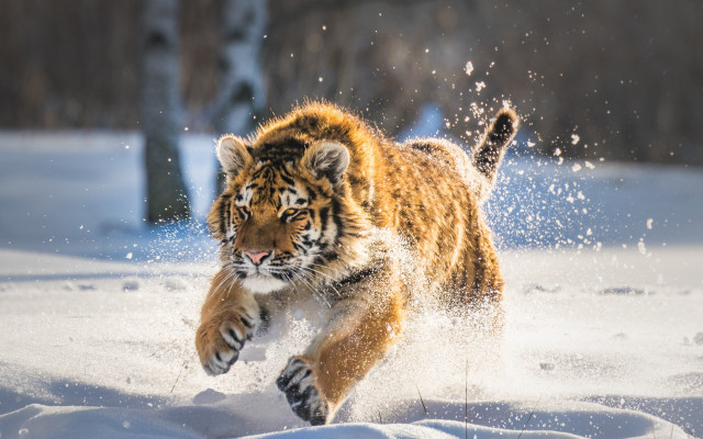 Tiger snow forest aurora night free wallpaper for desktop - medium preview image