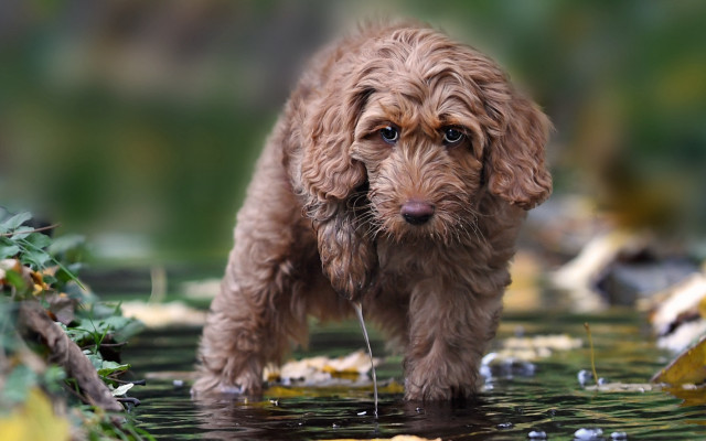 Wet dog puddle leaves bush free wallpaper for desktop - medium preview image