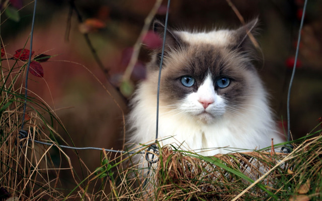 Cat blue eyes fence grass free wallpaper for desktop - medium preview image