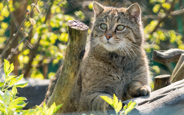 Sad cat forest log animal free wallpaper for desktop - medium preview image