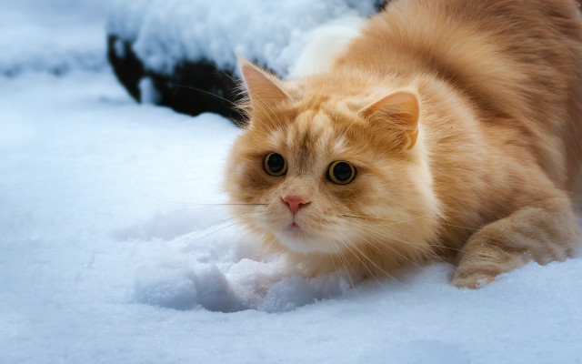 Cat snow black background furry free wallpaper for desktop - medium preview image
