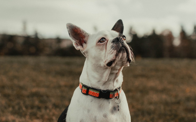 Shiba inu looking up field free wallpaper for desktop - medium preview image