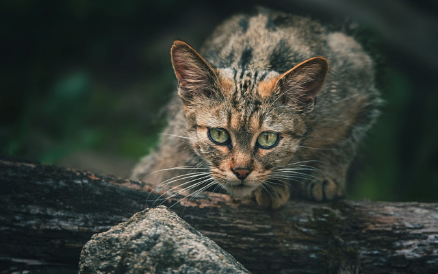 Cat surprised branch nature blurry free wallpaper for desktop - medium preview image