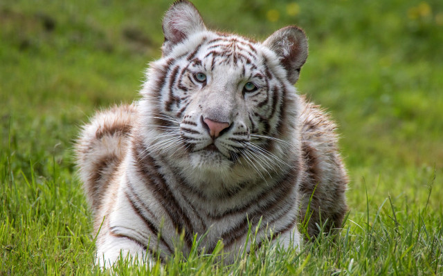 White tiger sad eyes grass free wallpaper for desktop - medium preview image