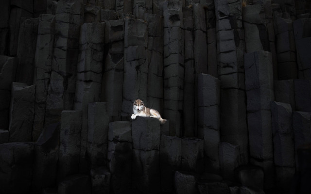 Dog rock formation dark black free wallpaper for desktop - medium preview image