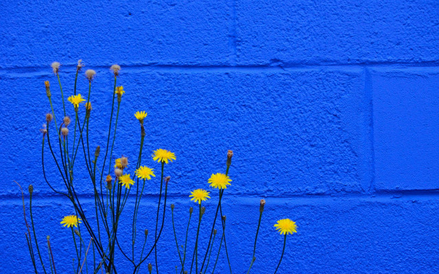 Blue wall yellow flowers minimalist free wallpaper for desktop - medium preview image