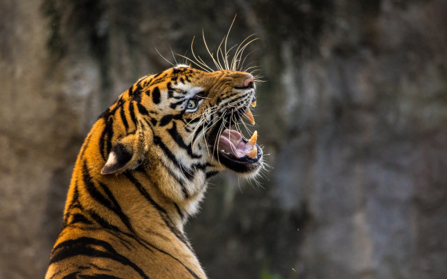 Tiger growling wide open sharp free wallpaper for desktop - medium preview image