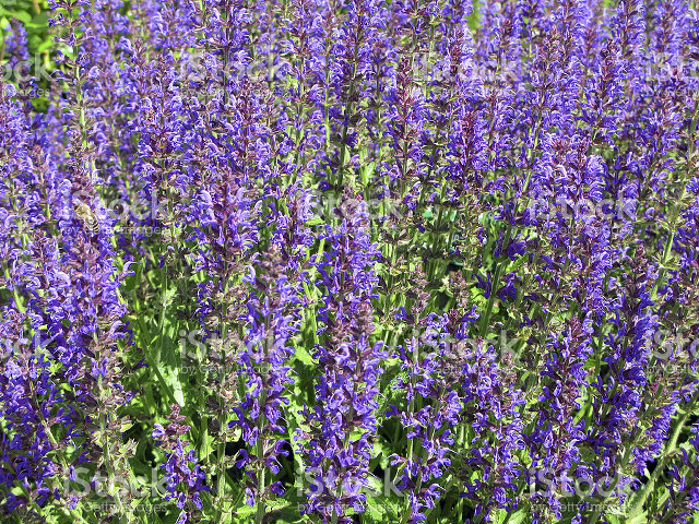 Purple flower field royalty art free wallpaper for desktop - medium preview image