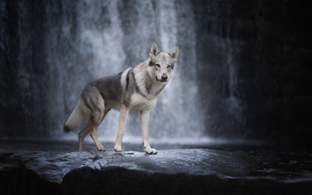 Wolf rock waterfall dog beach free wallpaper for desktop - medium preview image