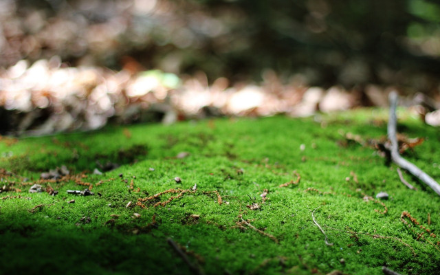 Moss ground tree blurry nature free wallpaper for desktop - medium preview image