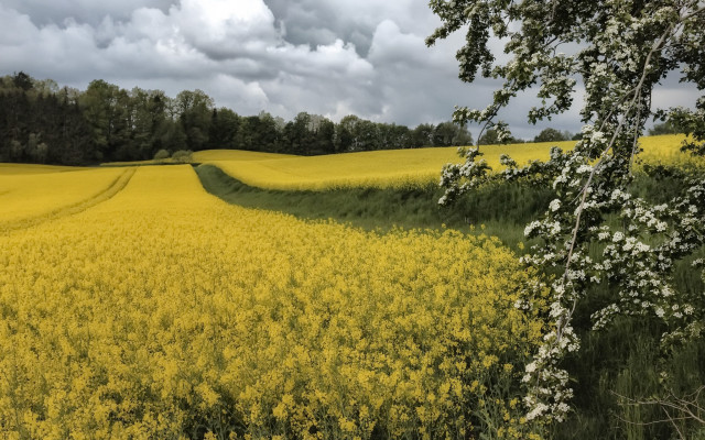 Yellow flowers cloudy sky trees free wallpaper for desktop - medium preview image