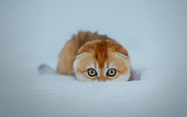 Surreal cat snow shiba inu free wallpaper for desktop - medium preview image