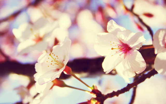 White flower bokeh cherry blossom free wallpaper for desktop - medium preview image