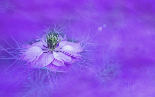 Purple flower fog light shadow free wallpaper for desktop - medium preview image