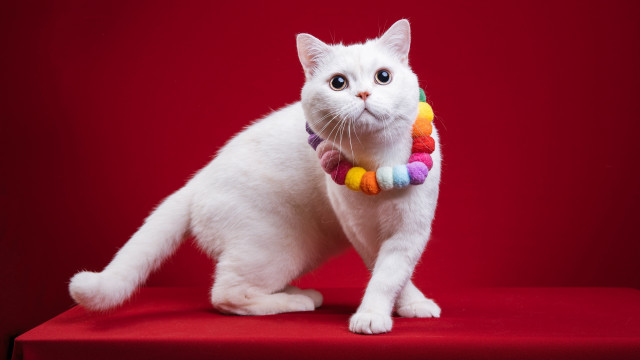 White cat rainbow collar furry free wallpaper for desktop - medium preview image