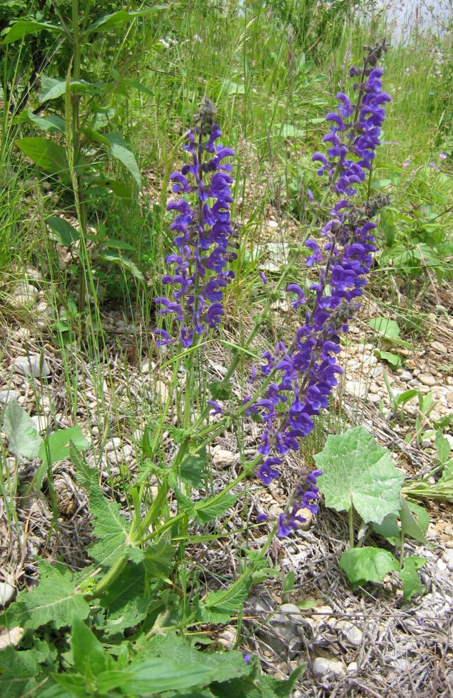 Purple flower grass river hillside free wallpaper for mobile - medium preview image