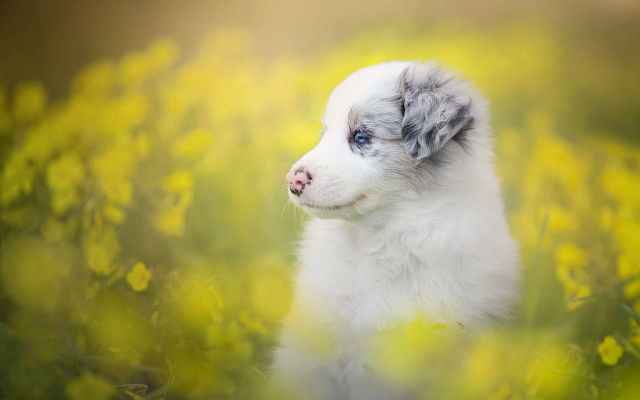 Puppy sad eyes flower field free wallpaper for desktop - medium preview image