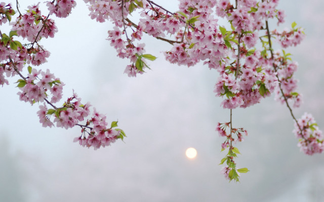 Cherry blossom branch moon foggy free wallpaper for desktop - medium preview image