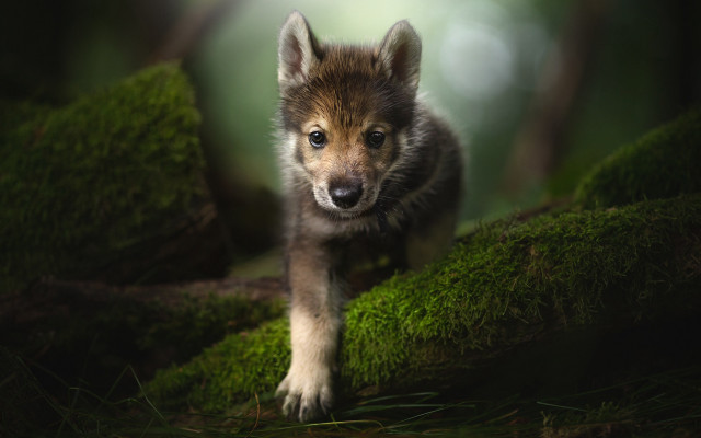 Wolf cub forest curious nature free wallpaper for desktop - medium preview image