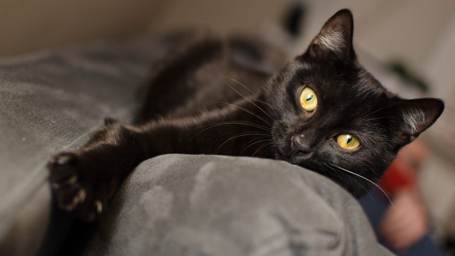 Black cat yellow eyes couch #2 free wallpaper for desktop - medium preview image