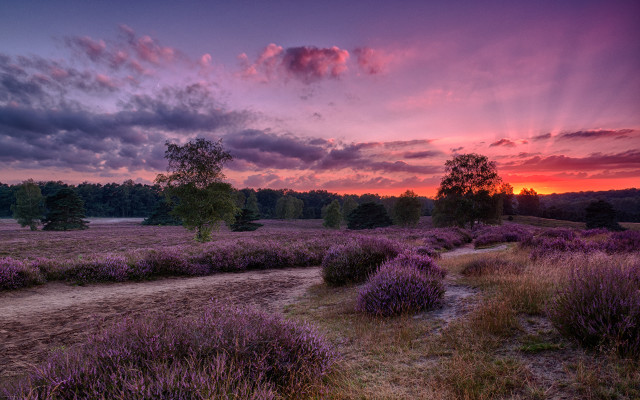 Sunset purple flowers dirt path free wallpaper for desktop - medium preview image