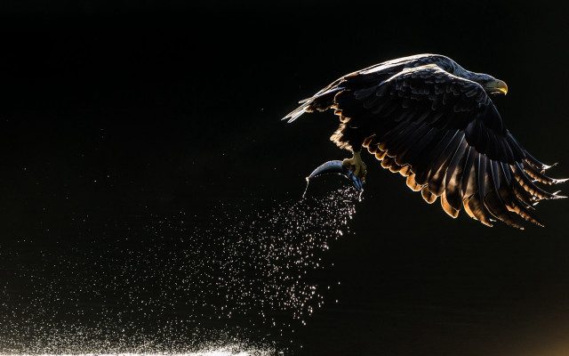 Bird landing over water art free wallpaper for desktop - medium preview image