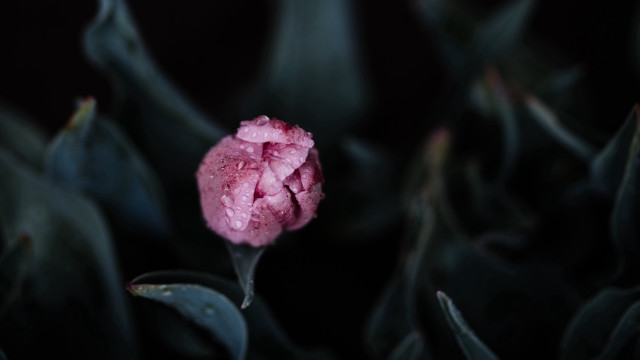 Pink flower dark background macro free wallpaper for desktop - medium preview image