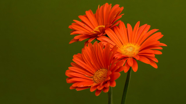 Orange flower vase macro floral free wallpaper for desktop - medium preview image