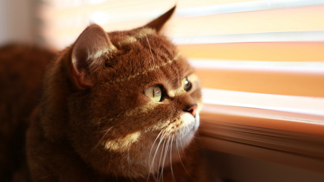 Cat window blinds sunny day free wallpaper for desktop - medium preview image