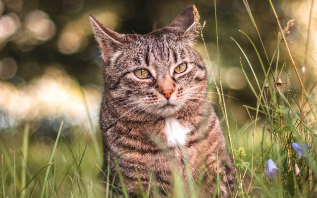 Sad cat in grass dandelion free wallpaper for desktop - medium preview image