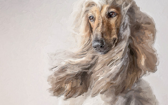 Long haired dog looking camera free wallpaper for desktop - medium preview image